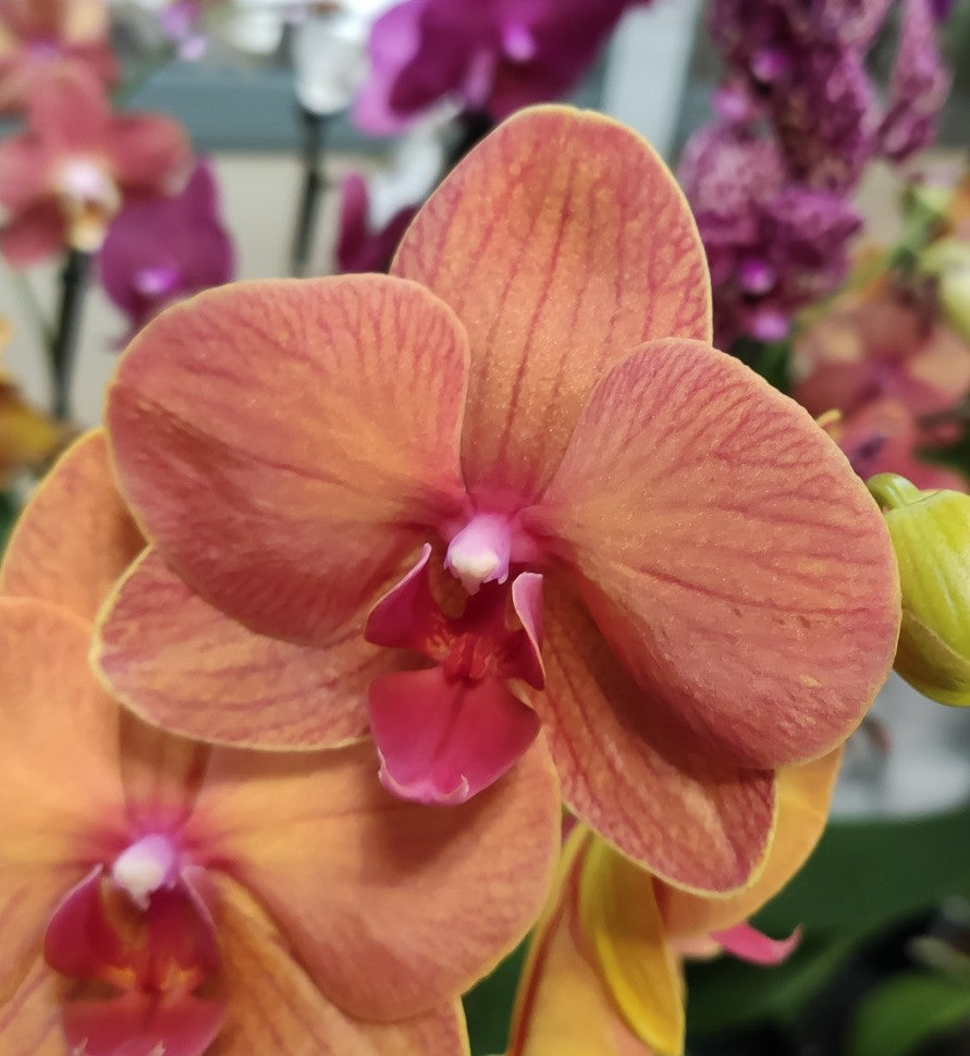 Asian Sun Phalaenopsis Mini Studs