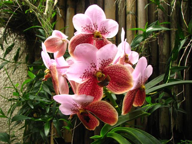 Waling-waling / Vanda Sanderiana Orchid Dangles (New Version)