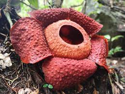 Big Rafflesia Earrings