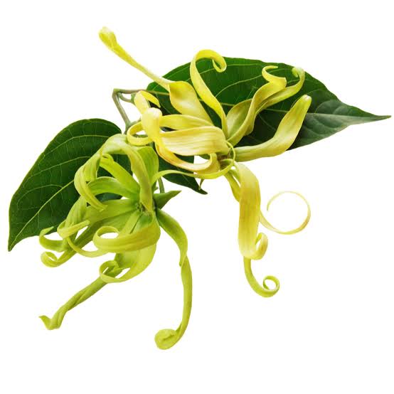 Ylang-ylang Drop Earrings (pre-order)
