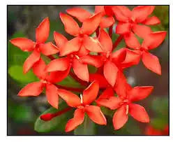 Santan Stud Earrings (New Version)